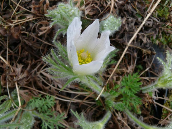 Pulsatilla vulgaris 'Alba' (Weiße Küchenschelle)