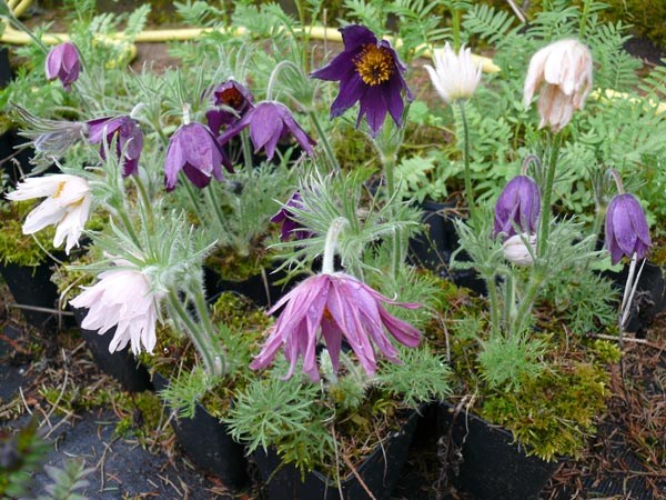 Pulsatilla vulgaris 'Papageno' (Überraschungs Küchenschelle)