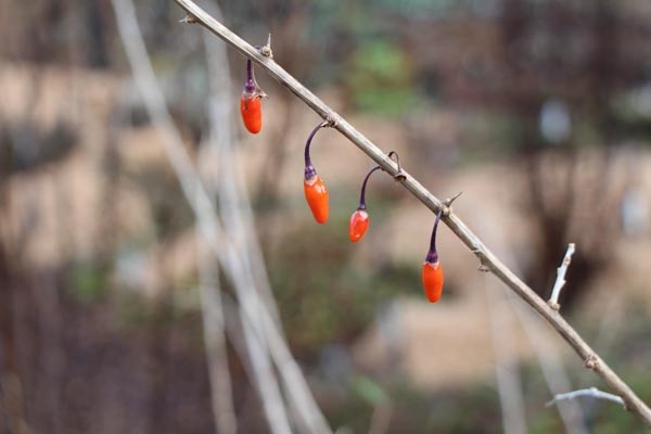 Lycium chinensis (Goji-Beere)