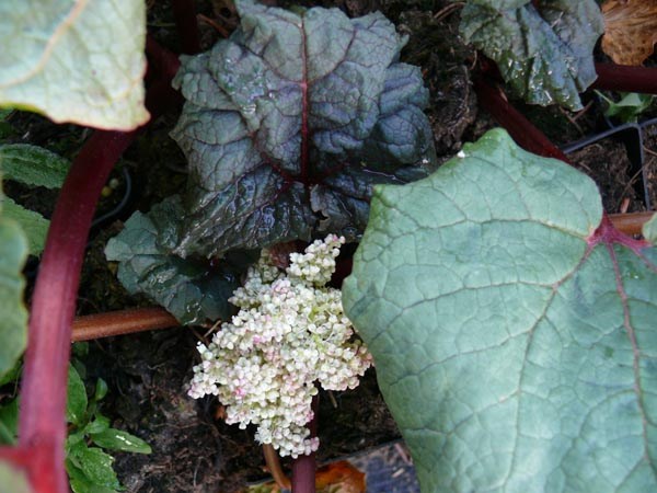 Rheum palmatum 'Australe' (Rotblättriger Zierrhabarber)
