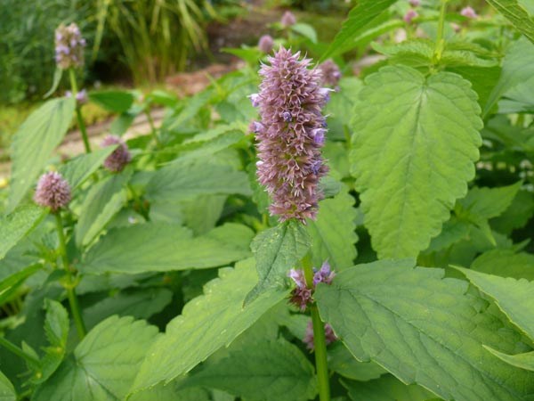 Agastache rugosa (Duft-Nesselminze)