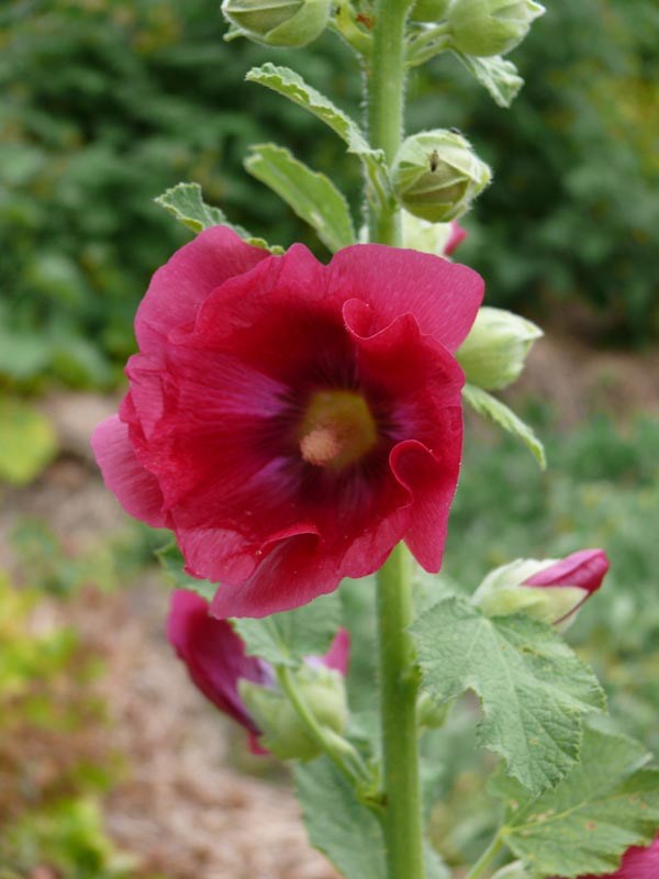 Alcea Rosea-Hybr. 'Mars Magic' (Rote Stockrose)