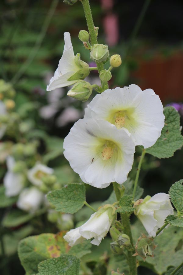 Alcea Rosea-Hybr. 'Polarstar' (Weiße Stockrose)