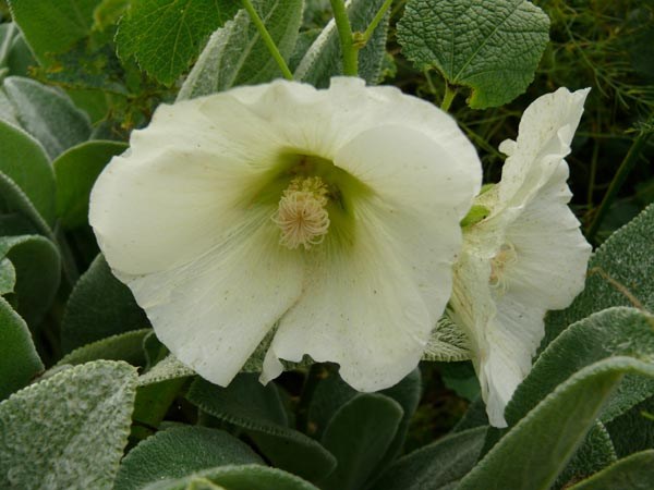 Alcea Rosea-Hybr. 'Polarstar' (Weiße Stockrose)