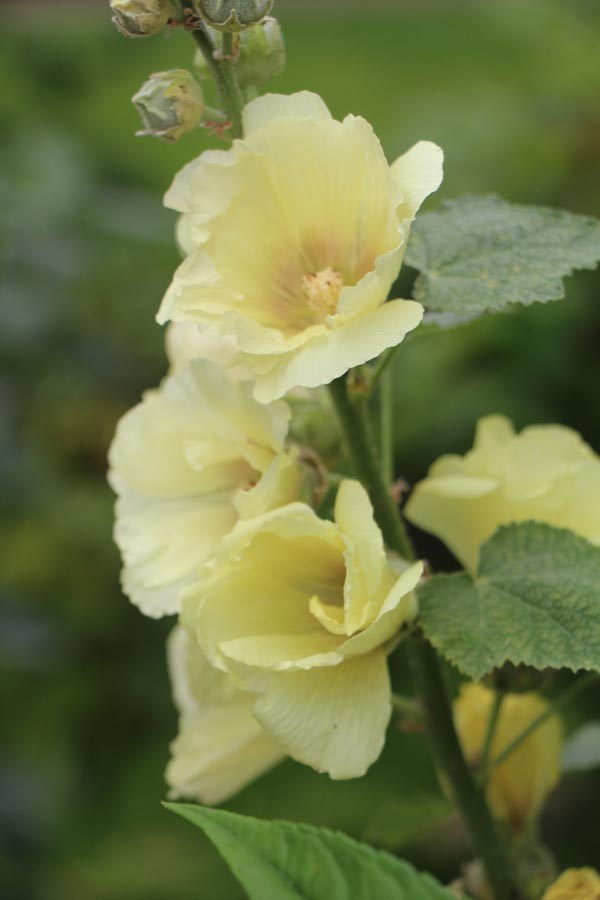 Alcea Rosea-Hybr. 'Sunshine' (Gelbe Stockrose)
