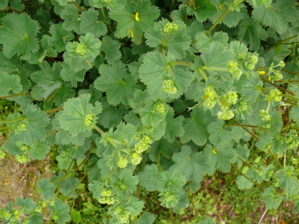 Alchemilla erythropoda (Zwergiger Frauenmantel)