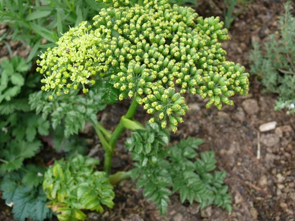 Angelica pachycarpa (Glänzender Engelwurz)