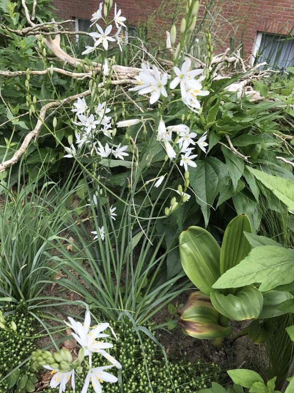 Anthericum liliago (Ährige Graslilie)