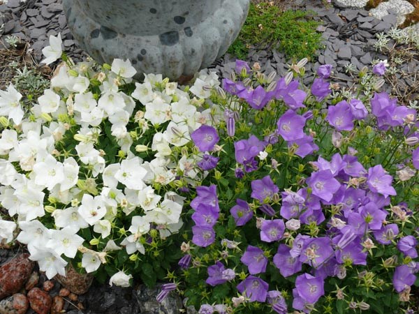 Campanula carpatica 'Blaue Clips' (Blaue Karpaten-Glockenblume)