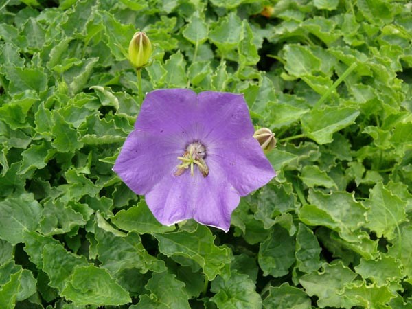 Campanula carpatica 'Blaue Clips' (Blaue Karpaten-Glockenblume)