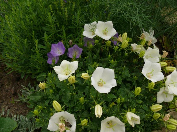 Campanula carpatica 'Weiße Clips' (Weiße Karpaten-Glockenblume)