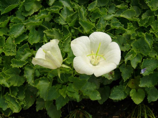 Campanula carpatica 'Weiße Clips' (Weiße Karpaten-Glockenblume)