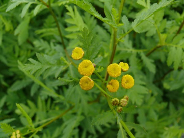 Chrysanthemum vulgare (Rainfarn)