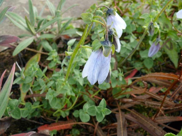 Codonopsis ovata (Eiförmige Tigerglocke)