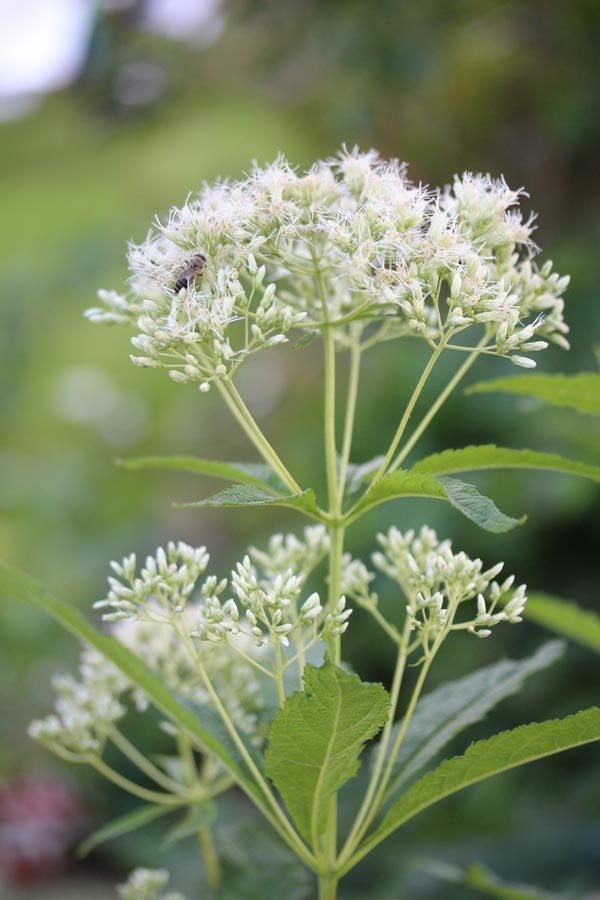 Eupatorium fistulosum f. albidum 'Ivory Towers' (Elfenbeindost)