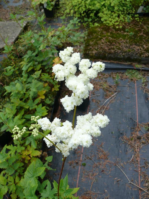 Filipendula ulmaria 'Plena' (Gefülltblühendes Mädesüß)