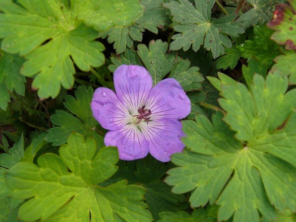 Geranium Hybride 'Rozanne' © (Dauerblühender Storchschnabel)