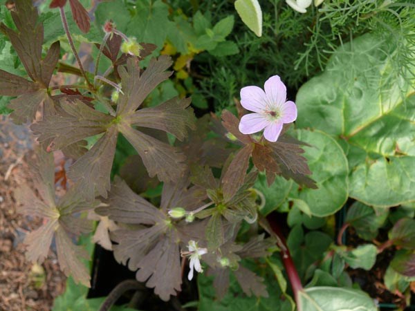 Geranium maculatum 'Espresso' (Braunüberhauchter Storchschnabel)