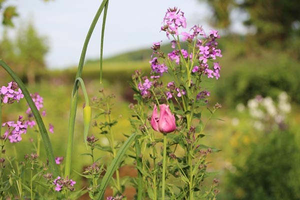 Hesperis matronalis (Nachtviole)