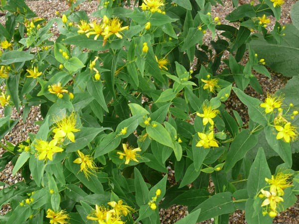 Hypericum hircinum (Zitronen Johanniskraut)