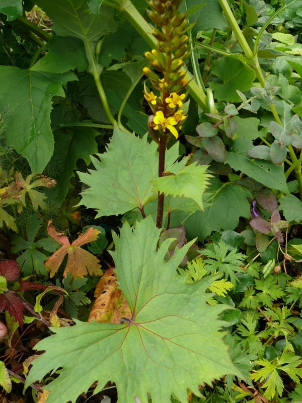Ligularia Hybride 'The Rocket' (Strauß-Goldkolben)