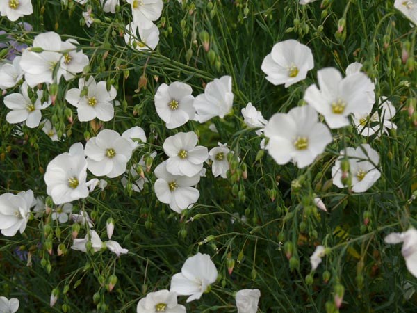 Linum perenne Nanum Album 'Diamant' (Weißer Zwerg-Staudenlein)