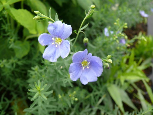 Linum perenne Nanum 'Blau Saphir' (Blauer Zwerg-Staudenlein)