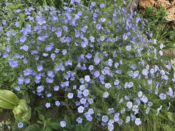 Linum perenne Nanum 'Blau Saphir' (Blauer Zwerg-Staudenlein)