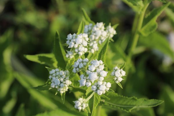 Parthenium integrifolium (Prärieampfer)