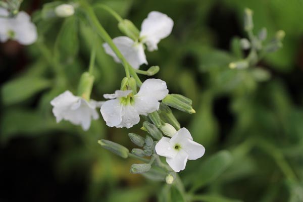Matthiola incana 'Pillow Talk' (Weiße Garten-Levkoje)