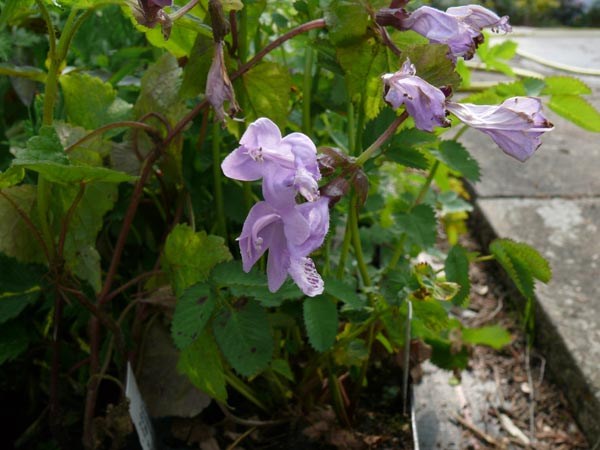Meehania urticifolia (Japanische Taubnessel)