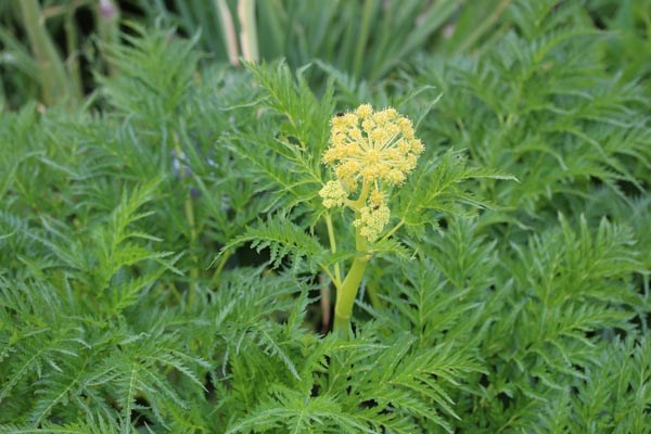 Molopospermum peloponnesiacum (Peloponnesische Schirm-Dolde)