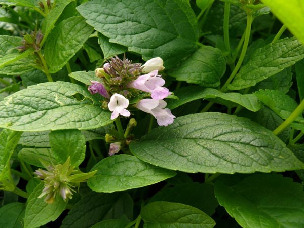 Nepeta subsessilis 'Pink Dreams' (Rosa Himalaya-Katzenminze)