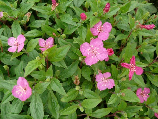 Oenothera kunthiana (Kubanische Nachtkerze)