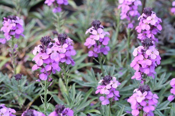Erysimum cheiri 'Bowles Mauve' (Goldlack)