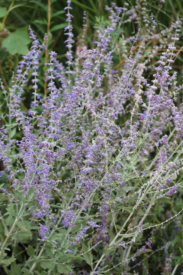 Perovskia atriplicifolia (Blauraute)
