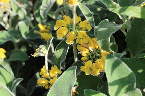 Phlomis fruticosa (Strauchiges Brandkraut)