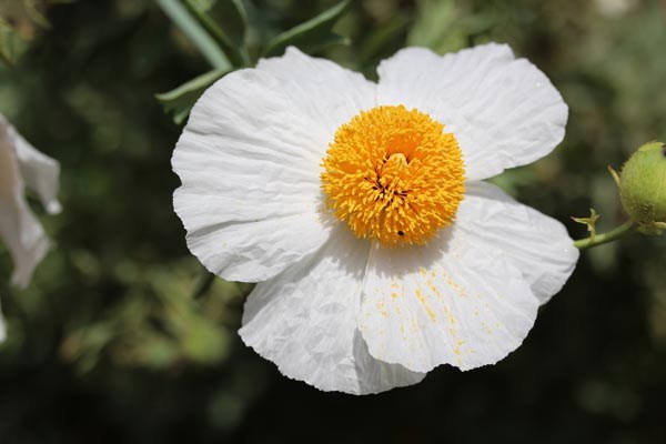 Romneya coulteri (Kalifornischer Baummohn)