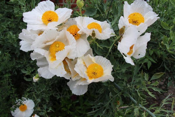 Romneya coulteri (Kalifornischer Baummohn)