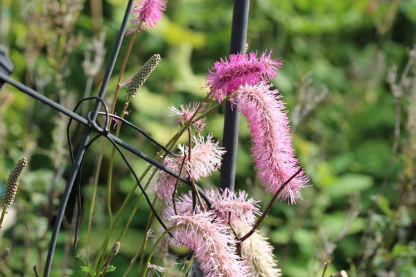 Sanguisorba obtusa (Japan-Wiesenknopf)