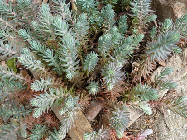 Sedum reflexum (rupestre) (Tripmadam)