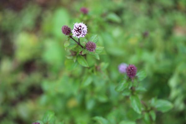 Mentha species 'Basilmint' (Basilikumminze)