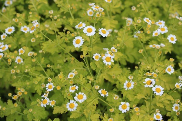 Tanacetum parthenium 'Aureum' (Gelblaubiges Mutterkraut)