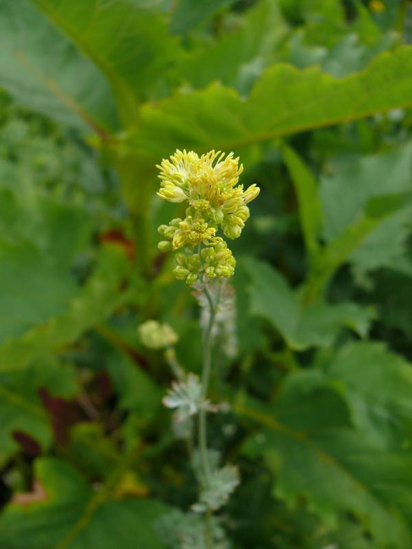 Thalictrum flavum ssp. glaucum (Graue Wiesenraute)