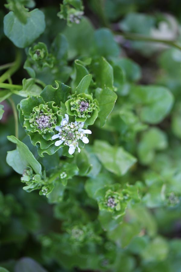 Cochlearia officinalis (Löffelkraut)