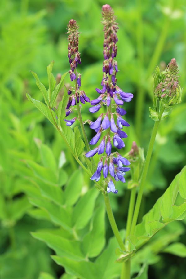 Galega orientalis (Kaukasische Geißraute)