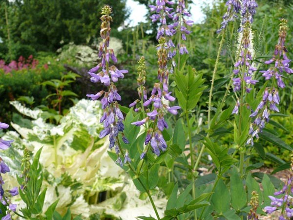 Galega orientalis (Kaukasische Geißraute)