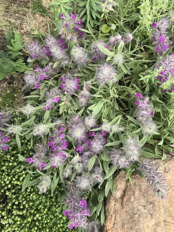 Stachys lavandulifolia (Lavendel-Ziest)
