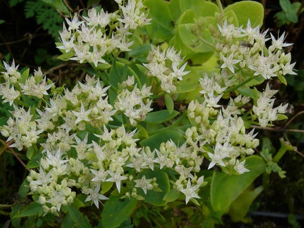 Sedum spectabile 'Iceberg' (Weißblühendes Prächtiges Fettblatt)