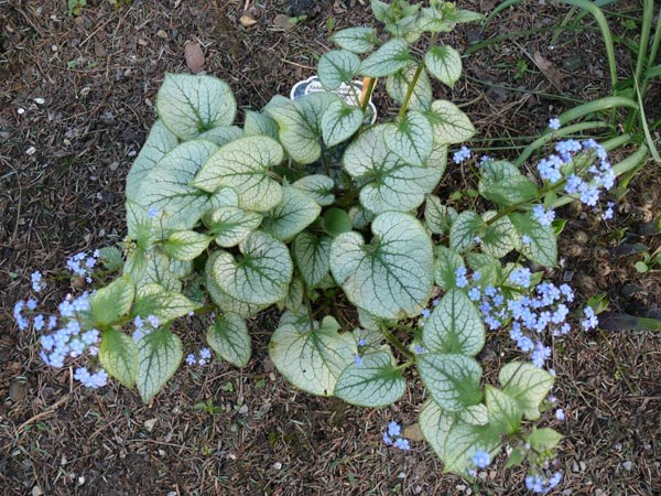 Brunnera macrophylla 'Jack Frost' © (Silberlaubiges Kaukasusvergißmeinicht)